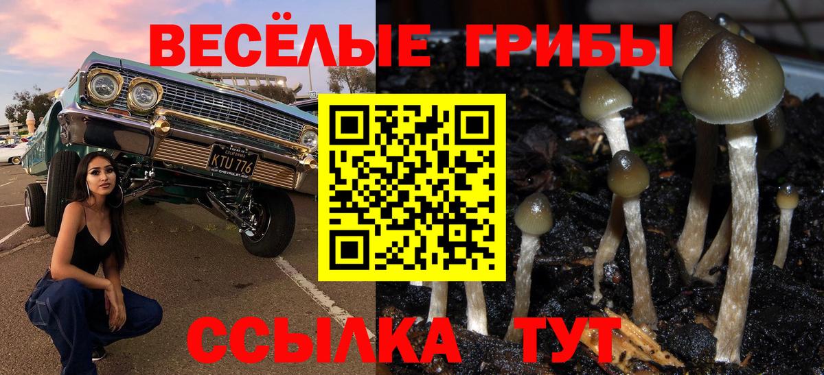 Галлюциногенные грибы Psilocybine cubensis Кунгур